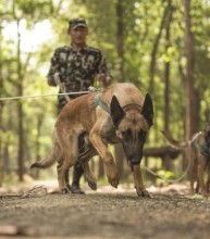 चितवन राष्ट्रिय निकुञ्जमा सुरक्षार्थ तालिमप्राप्त कुकुर परिचालन