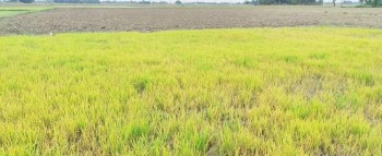 खडेरीले ब्याडमै सुक्न थाल्यो धानको बिउ